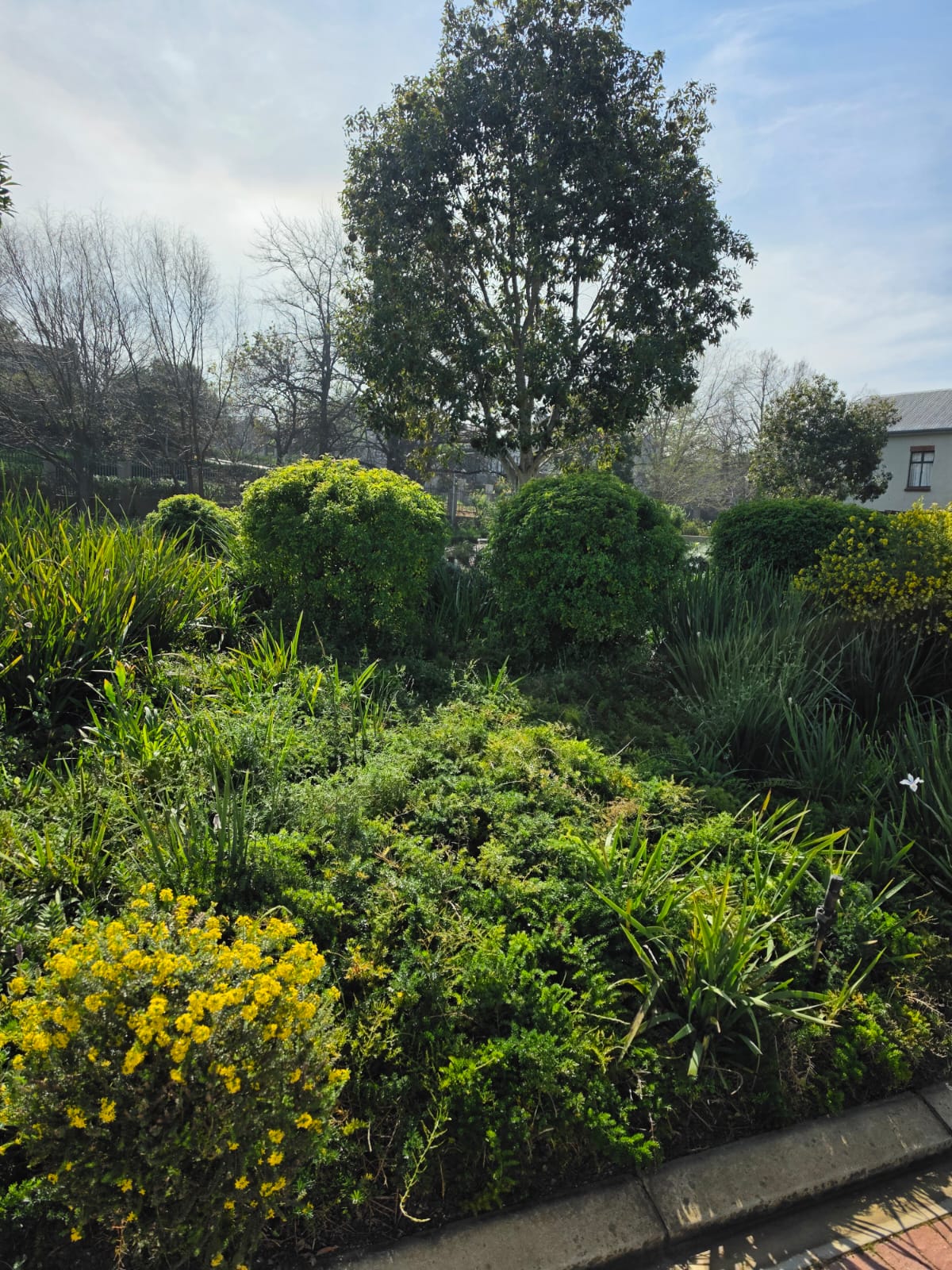Lush gardens - Merle's Garden service Paarl