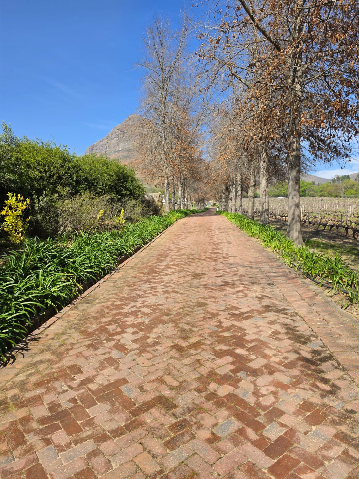 Beautiful driveways - garden service Paarl