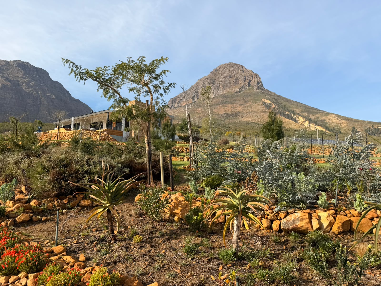 water-wise garden - Merle's Garden service Paarl